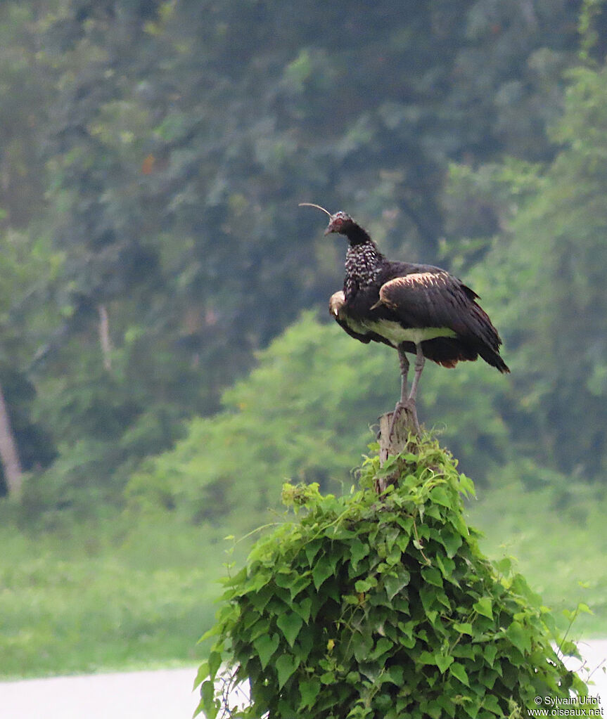 Horned Screameradult