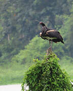 Horned Screamer