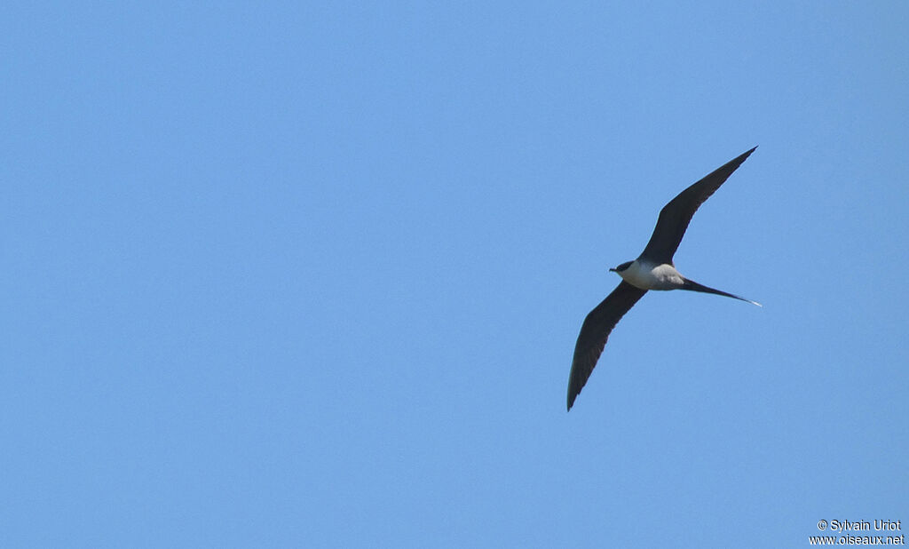 Long-tailed Jaegeradult