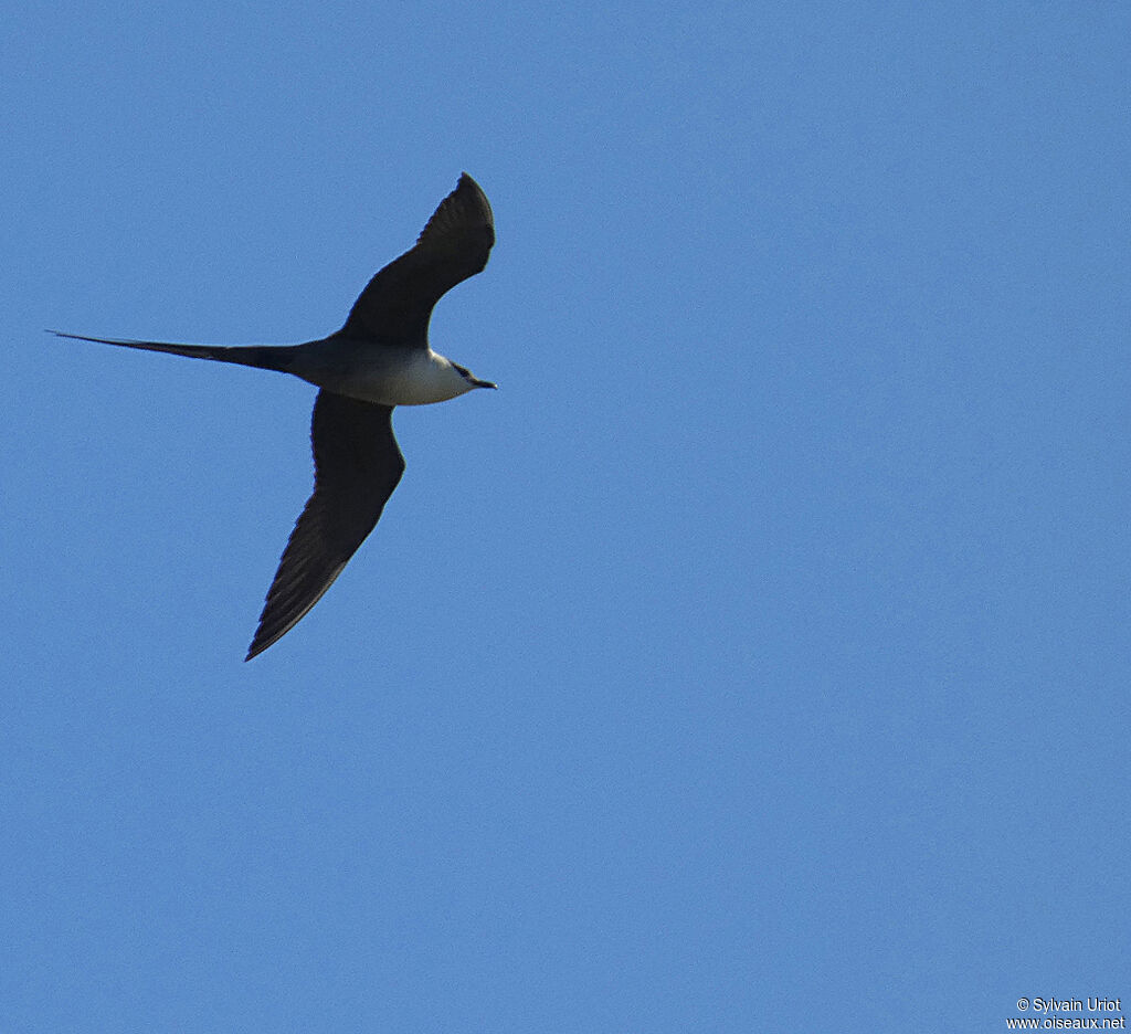 Long-tailed Jaegeradult