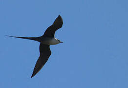 Long-tailed Jaeger