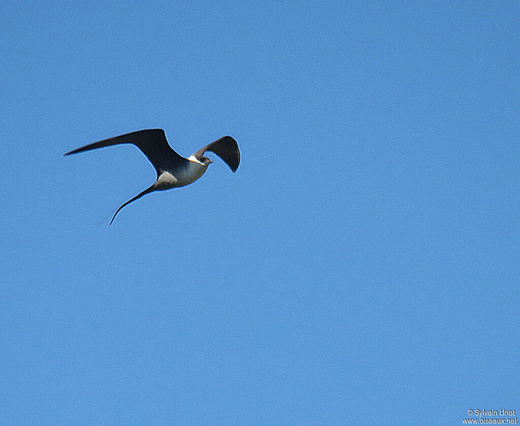 Long-tailed Jaegeradult