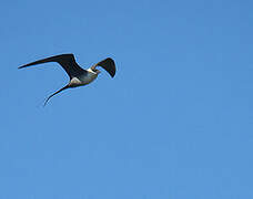 Long-tailed Jaeger