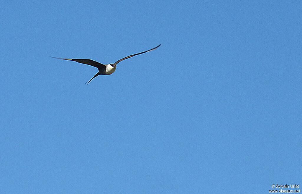 Long-tailed Jaegeradult