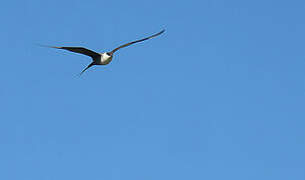 Long-tailed Jaeger