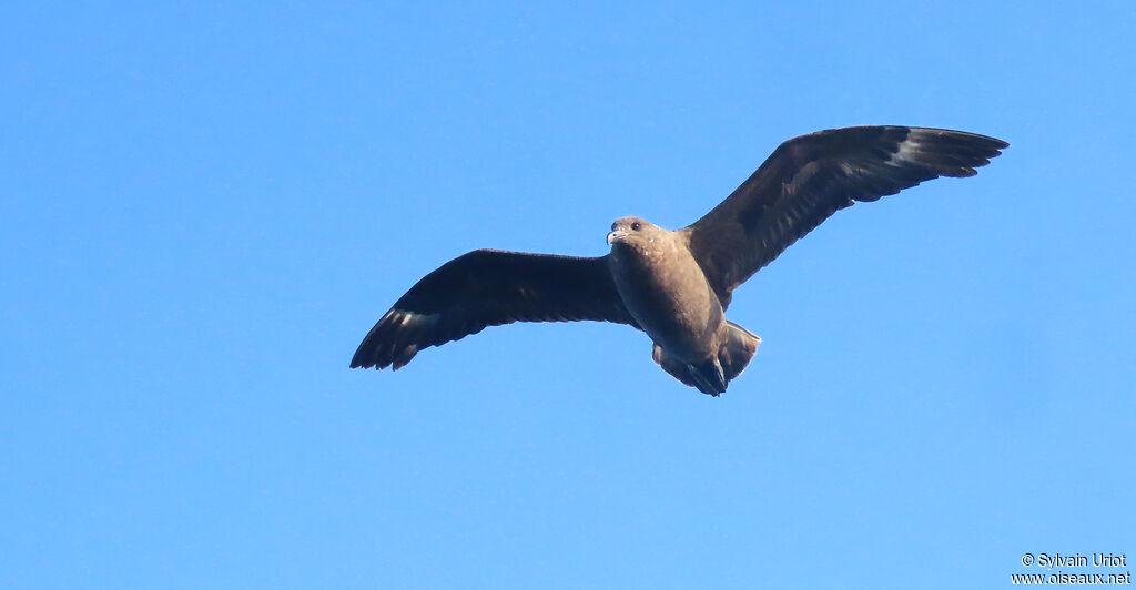 Brown Skuaadult