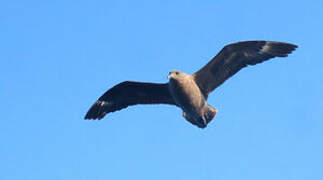 Brown Skua