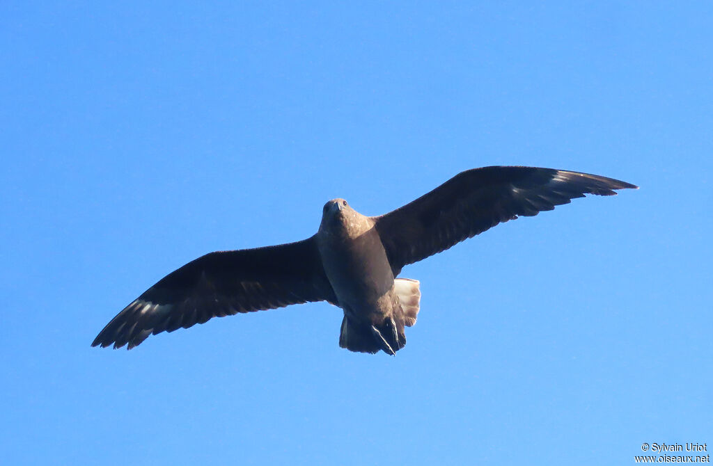 Brown Skuaadult