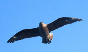 Brown Skua