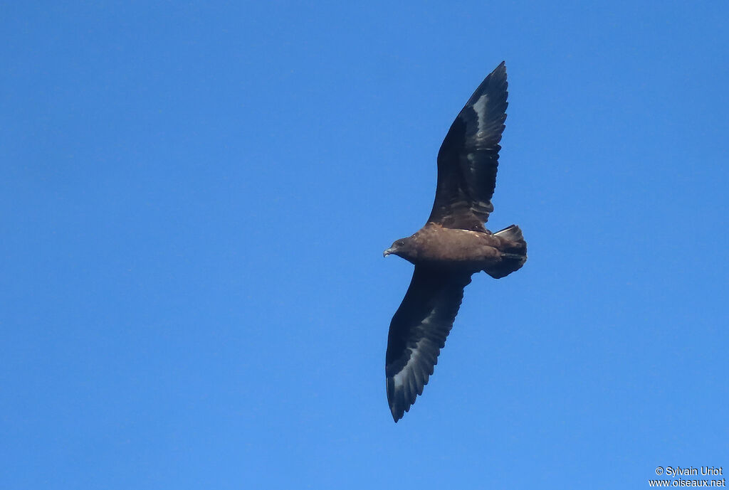 Brown Skuaadult