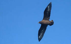 Brown Skua