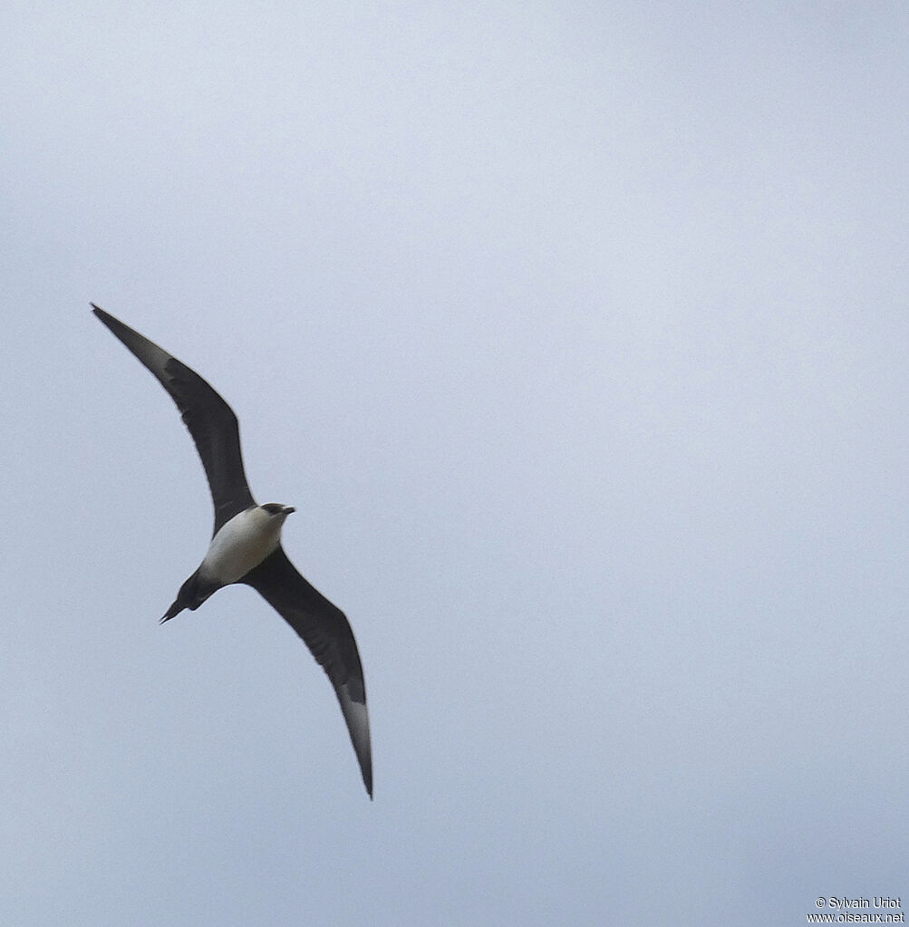 Parasitic Jaegeradult