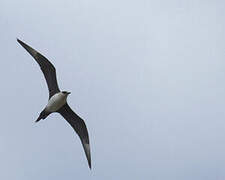 Parasitic Jaeger