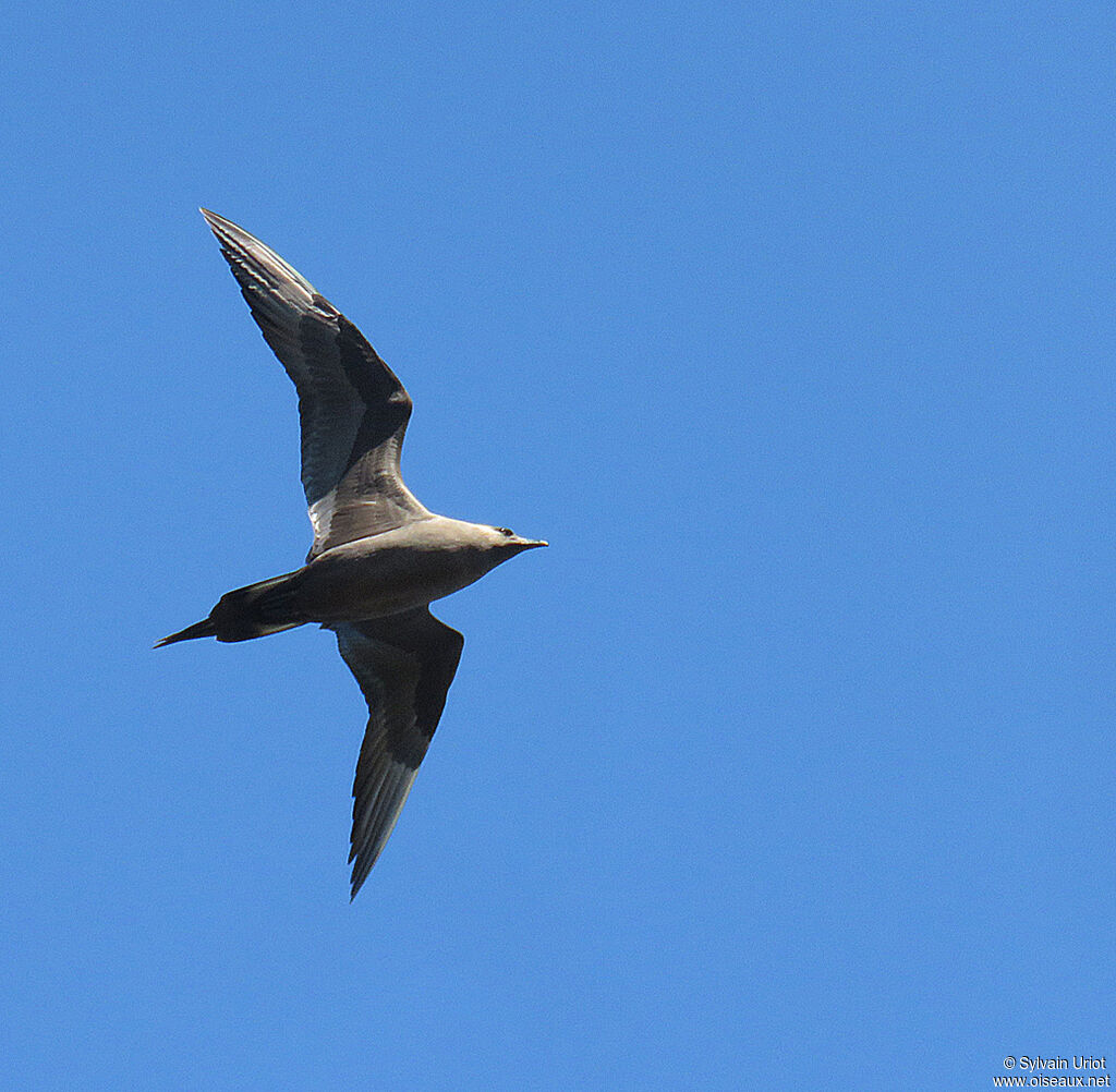 Parasitic Jaegeradult