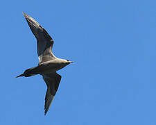 Parasitic Jaeger