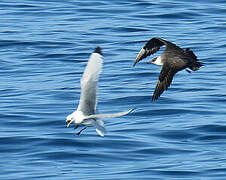 Parasitic Jaeger