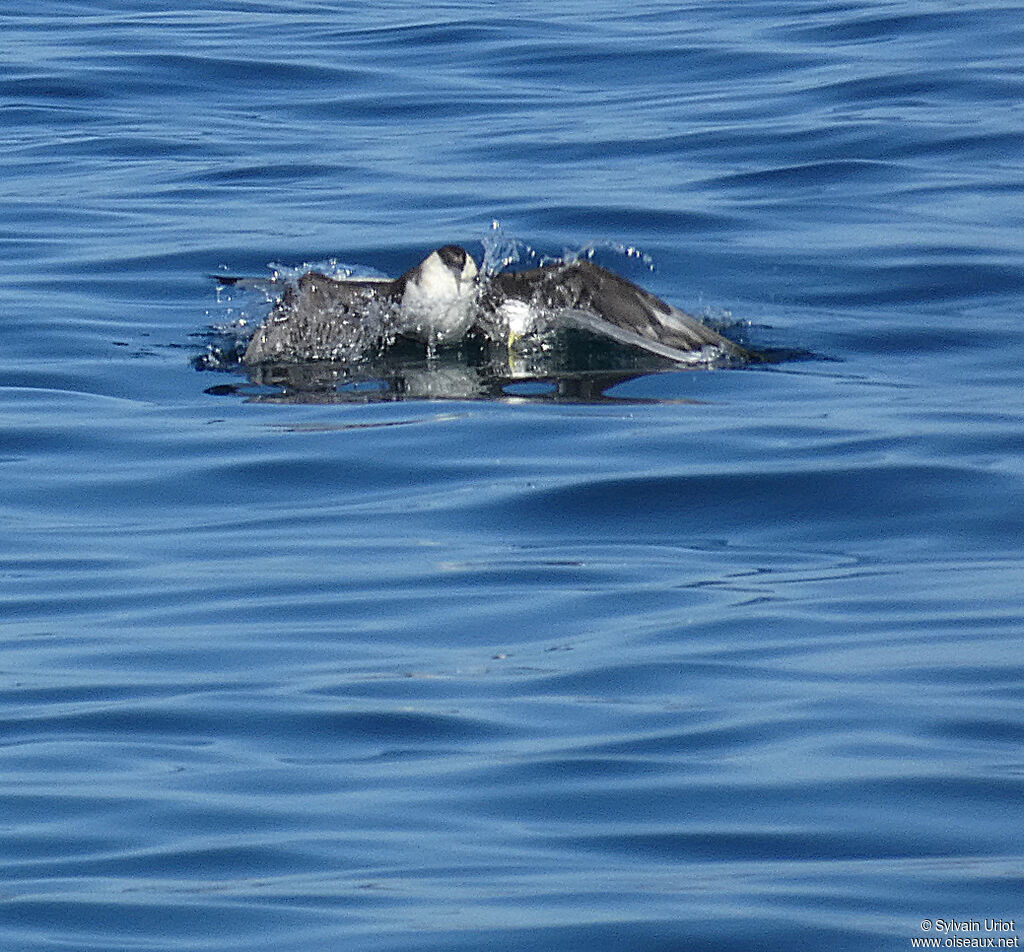 Parasitic Jaegeradult