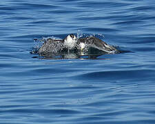 Parasitic Jaeger