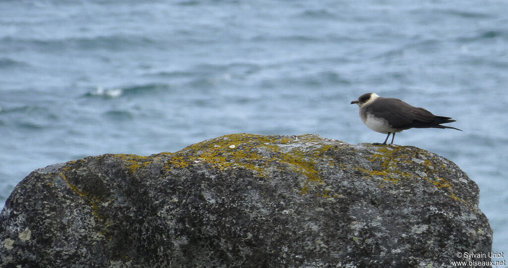 Parasitic Jaegeradult