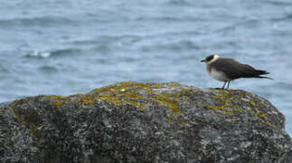 Parasitic Jaeger