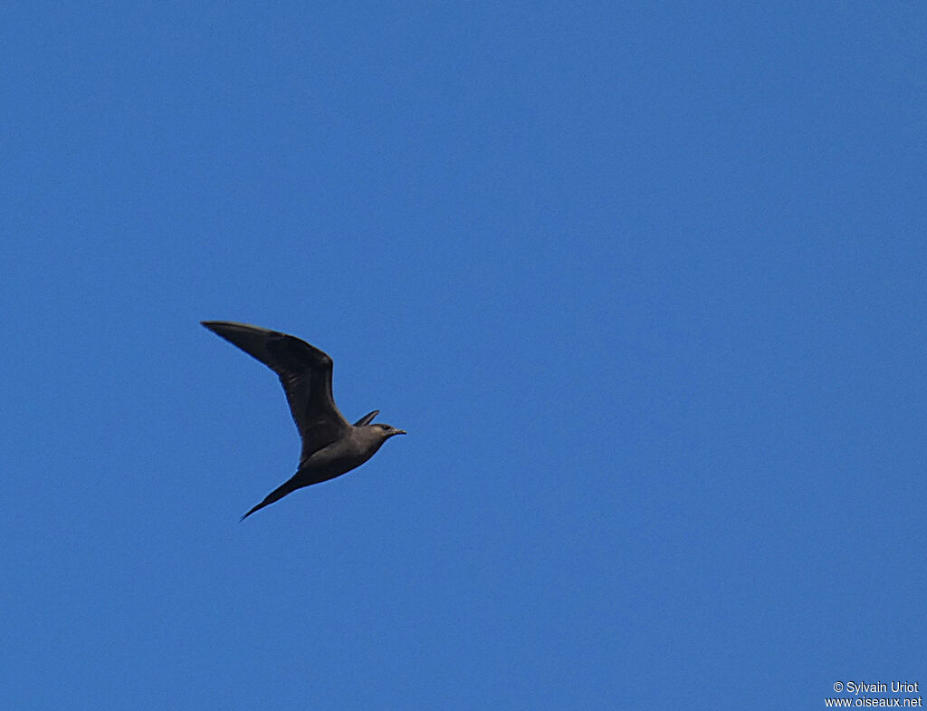 Parasitic Jaegeradult