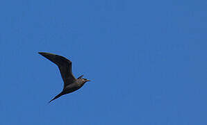 Parasitic Jaeger