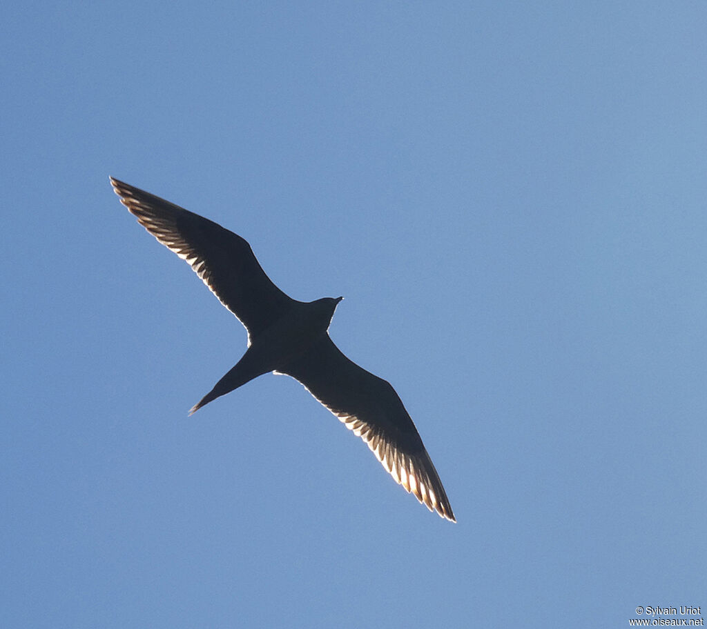 Parasitic Jaegeradult