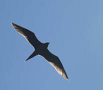 Parasitic Jaeger