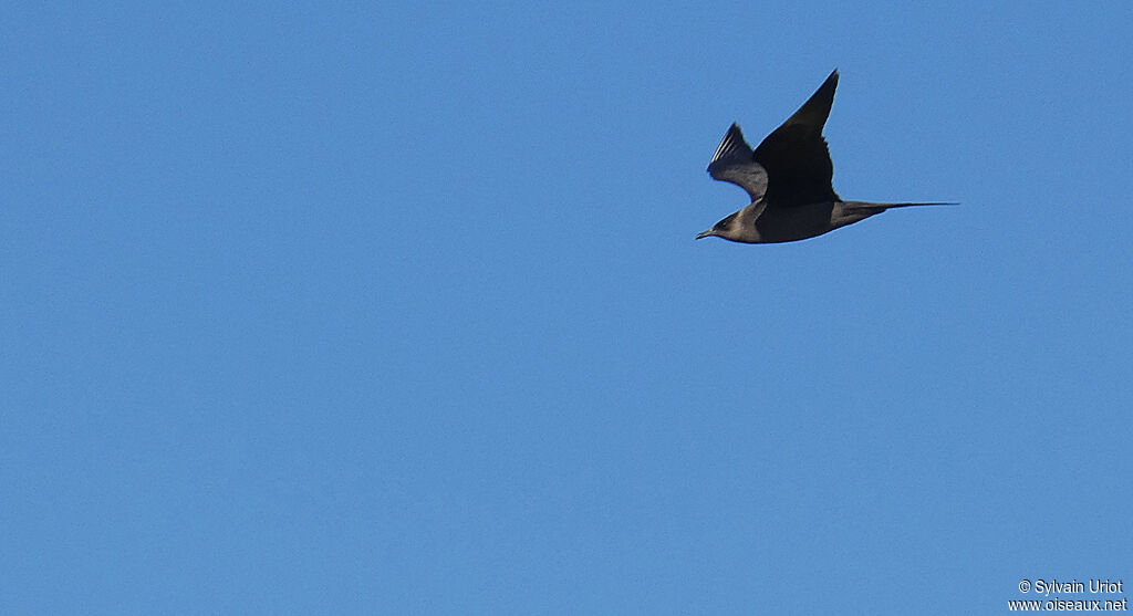 Parasitic Jaegeradult