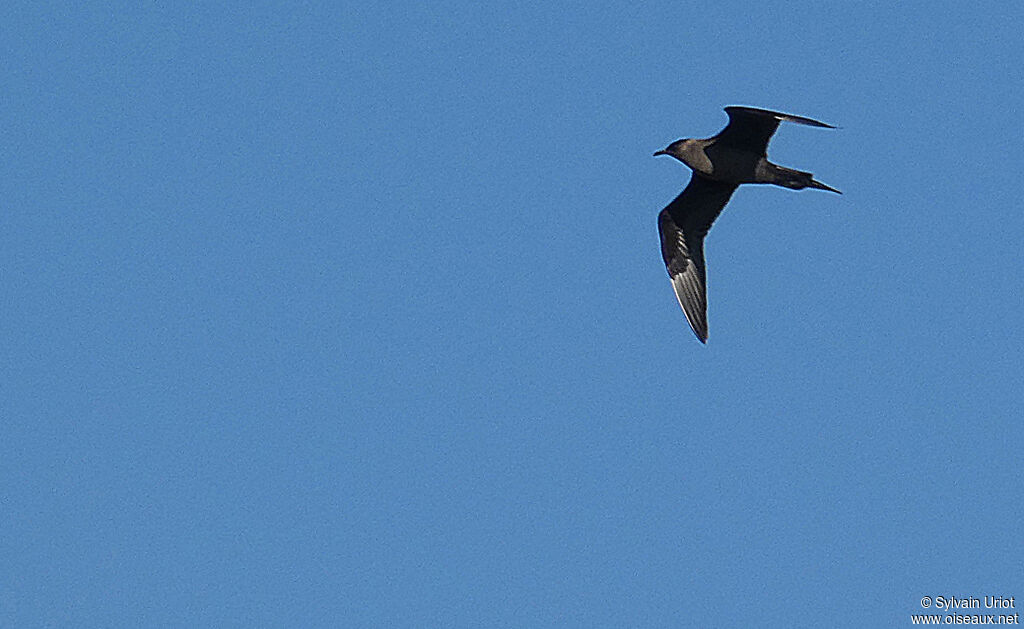 Parasitic Jaegeradult