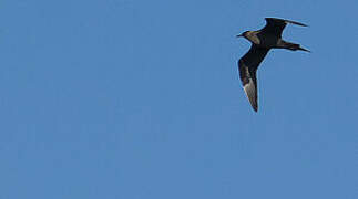 Parasitic Jaeger