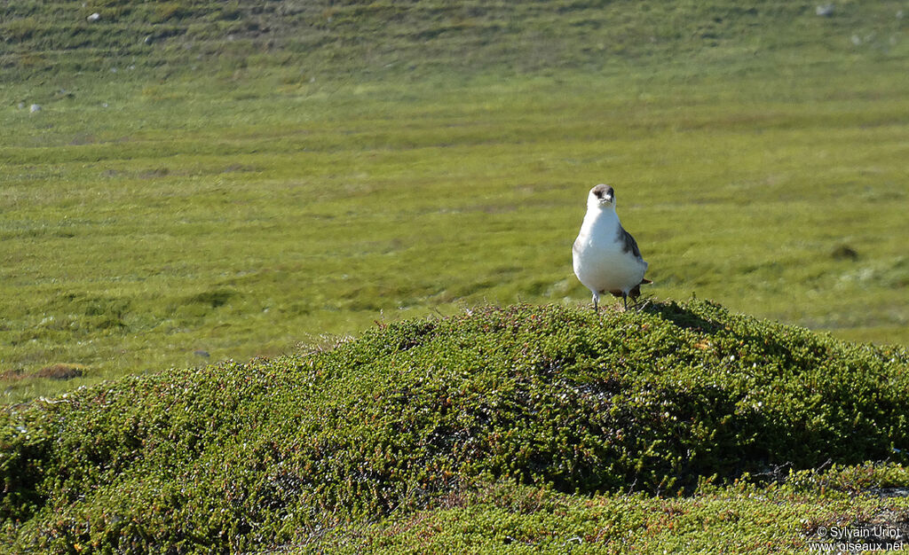 Parasitic Jaegeradult