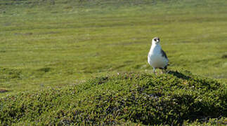 Parasitic Jaeger