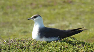 Parasitic Jaeger