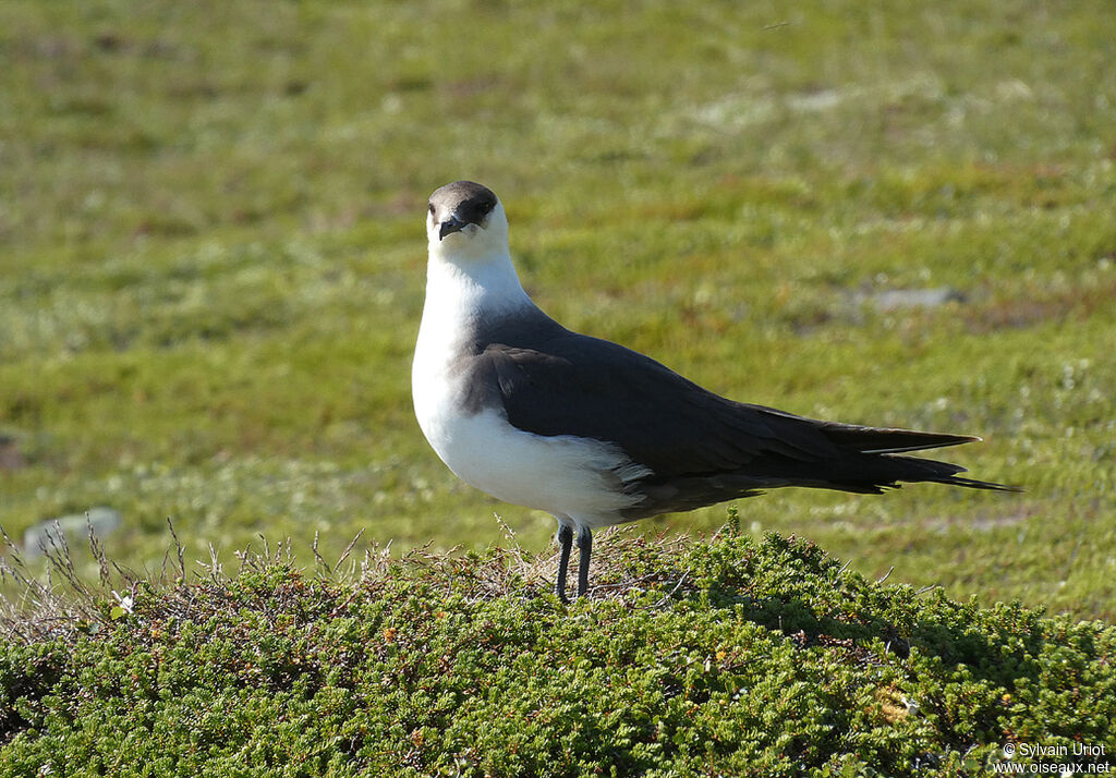 Parasitic Jaegeradult