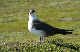 Parasitic Jaeger