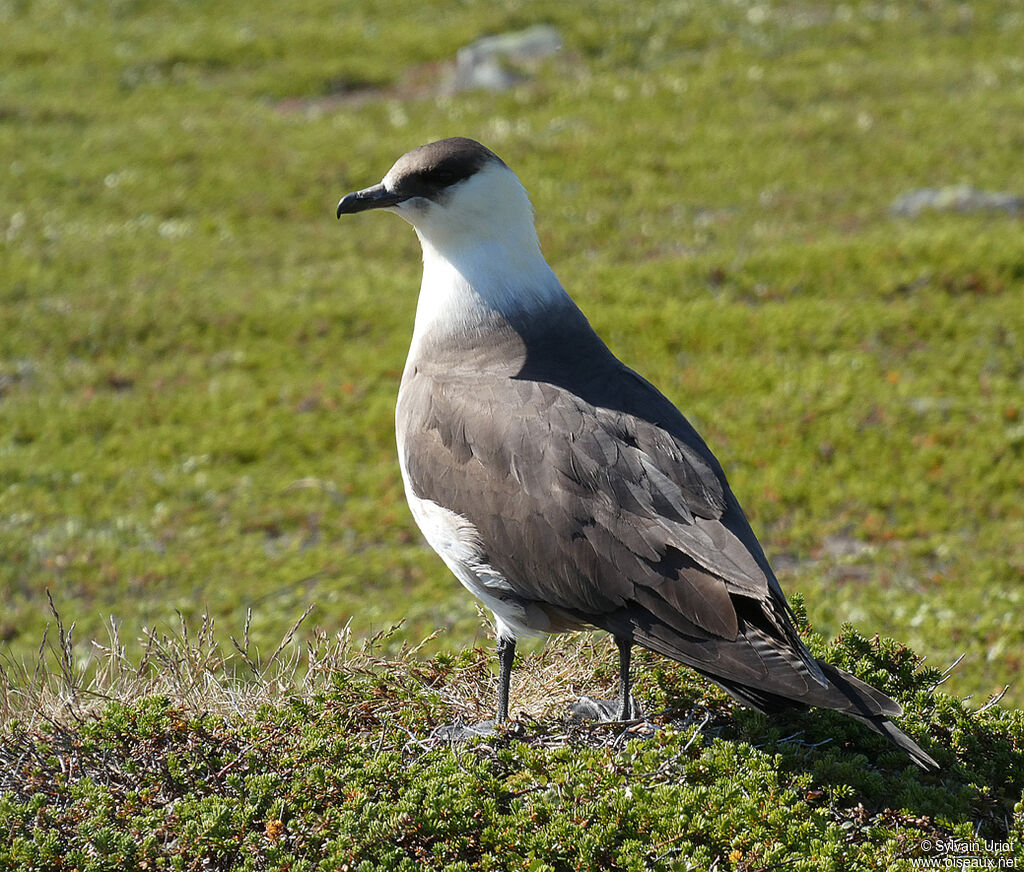 Parasitic Jaegeradult