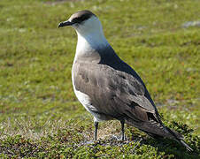 Parasitic Jaeger