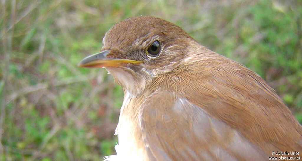 Savi's Warbler, close-up portrait