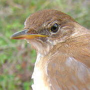 Savi's Warbler