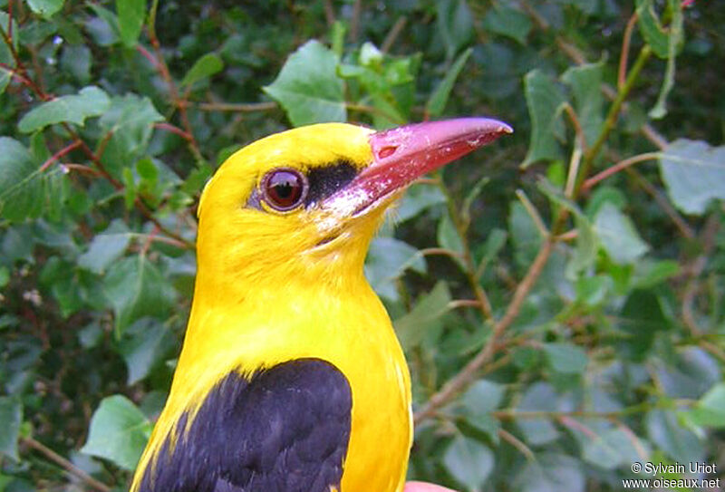 Eurasian Golden Oriole male adult, close-up portrait