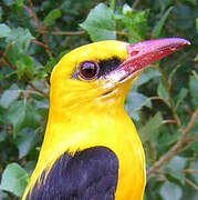 Eurasian Golden Oriole