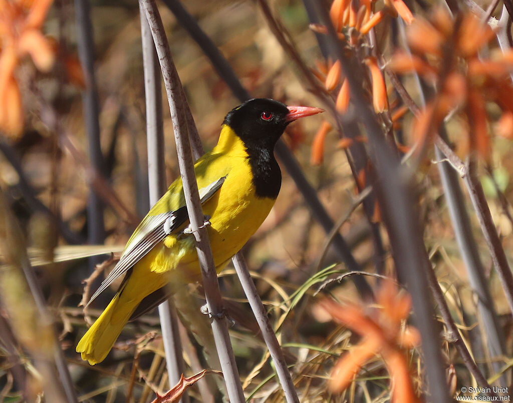 Black-headed Orioleadult