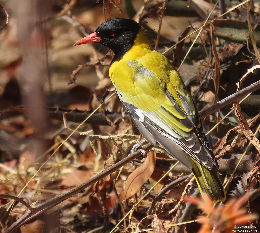 Black-headed Orioleadult