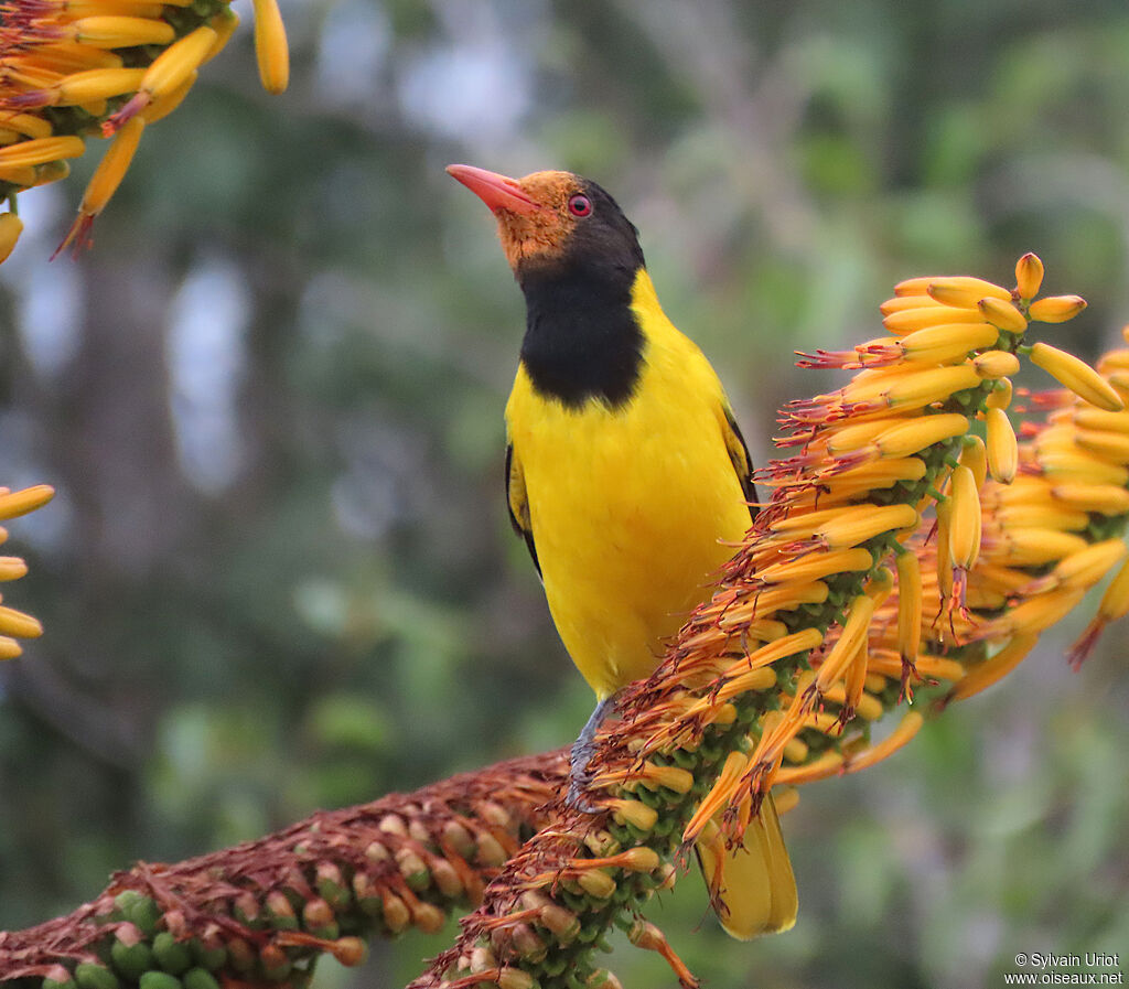 Black-headed Orioleadult