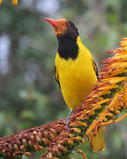 Black-headed Oriole