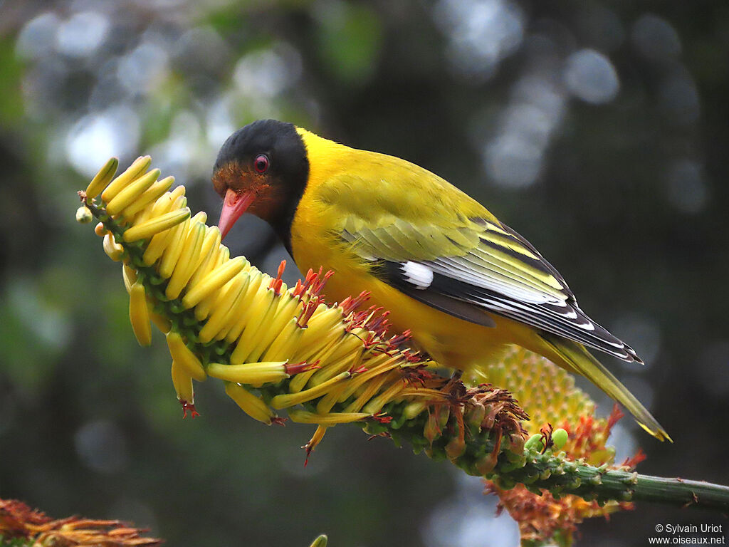 Black-headed Orioleadult