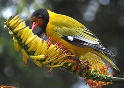 Black-headed Oriole