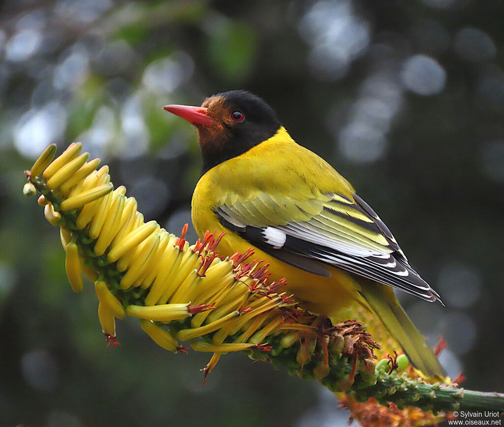 Black-headed Orioleadult