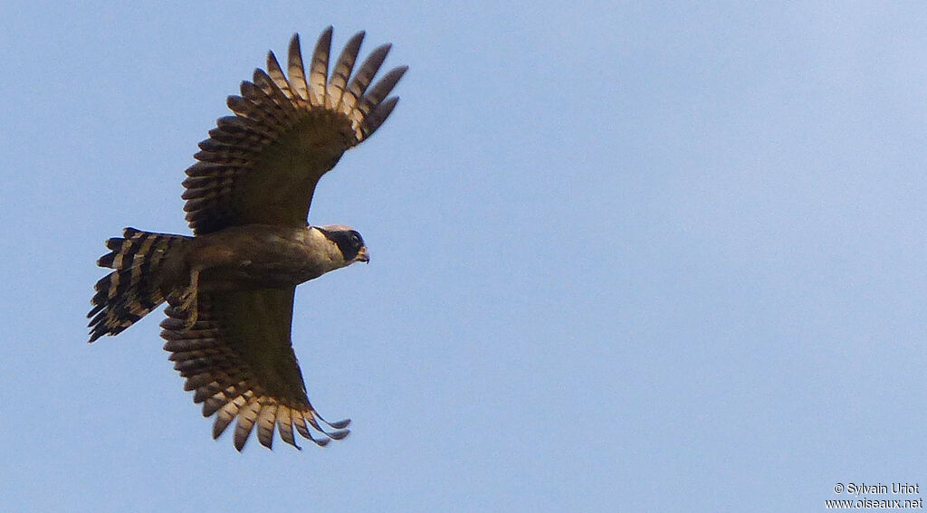 Laughing Falcon